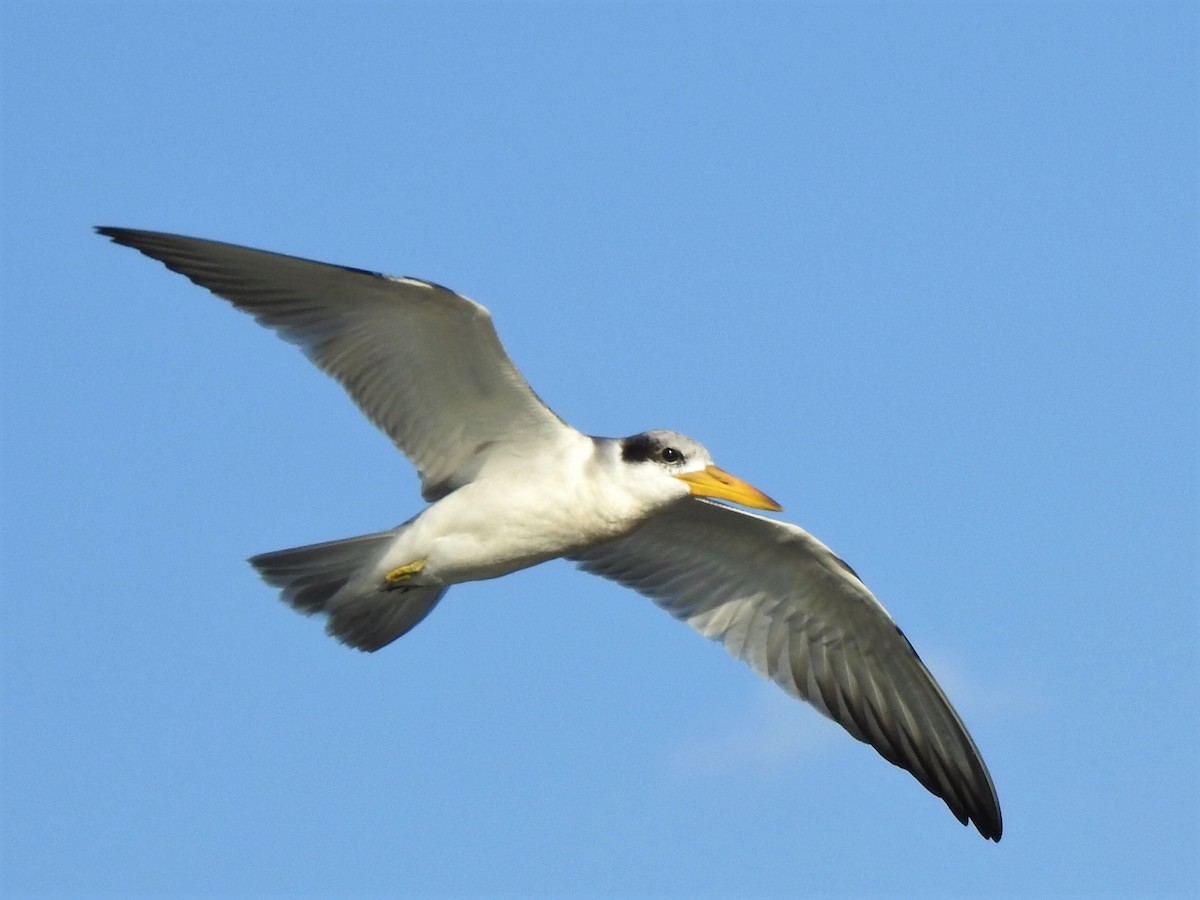 Large-billed Tern - Fabricio Candia