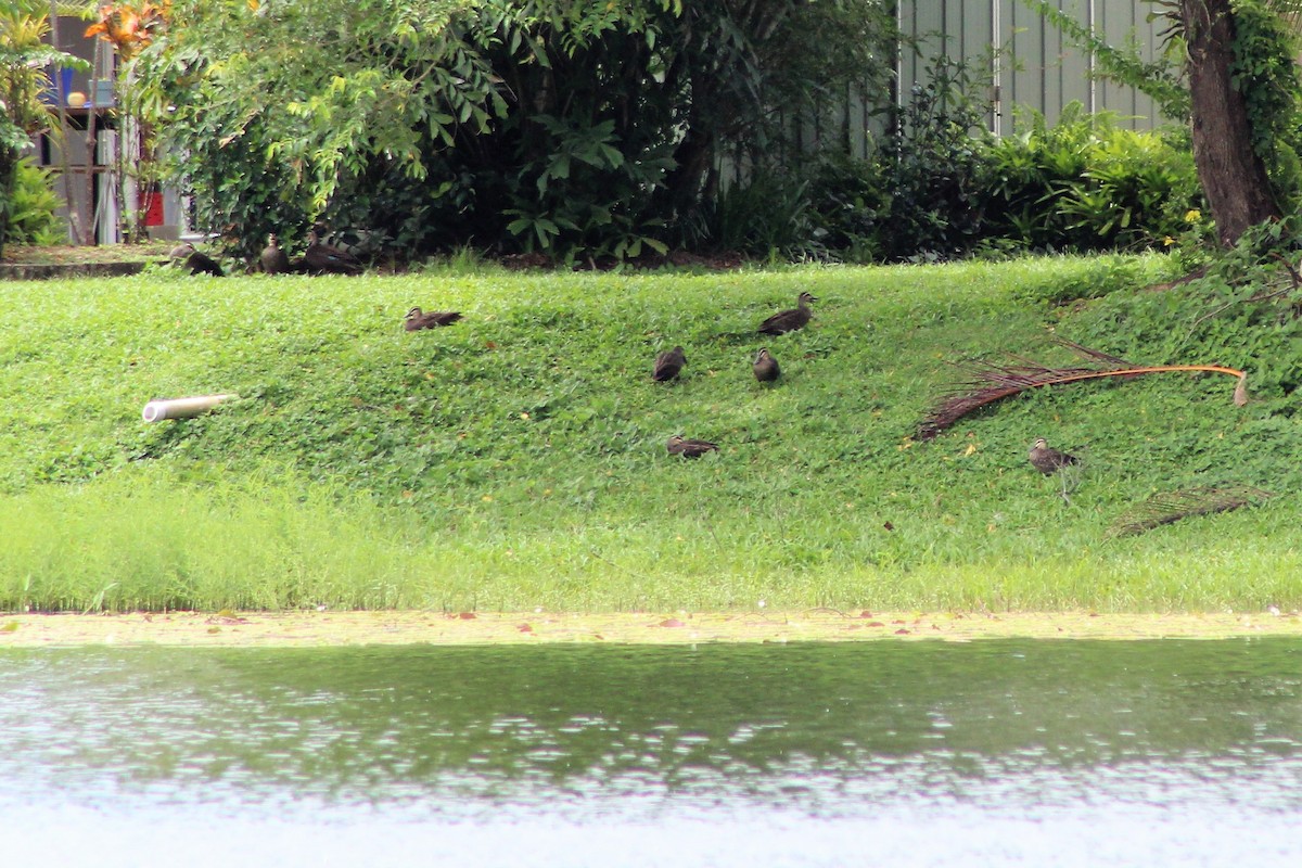 eBird Checklist - 23 Feb 2023 - Barron Waters Park (Caravonica) - 26 ...