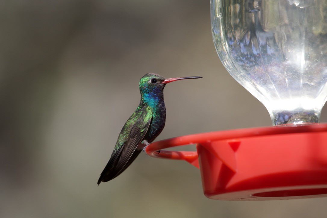 Broad-billed Hummingbird - ML538755831