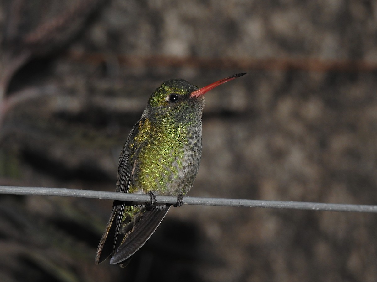 Gilded Hummingbird - Fabricio Candia