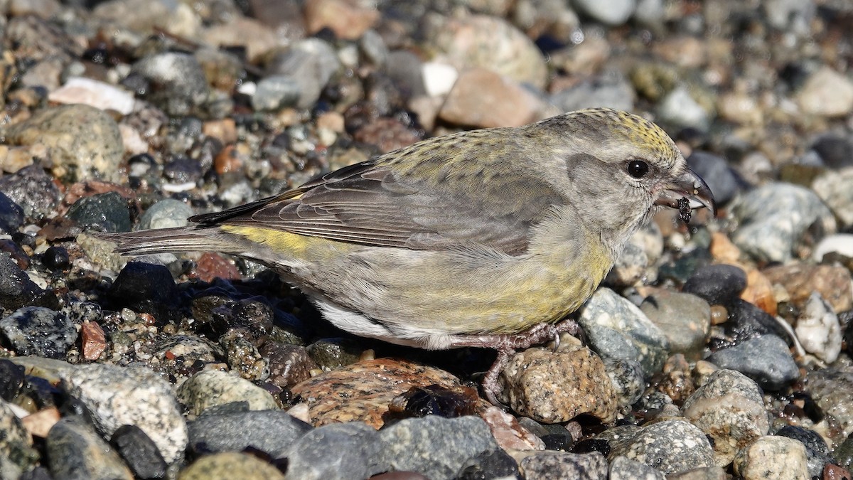 Ebird Checklist Feb North Vancouver Maplewood Conservation