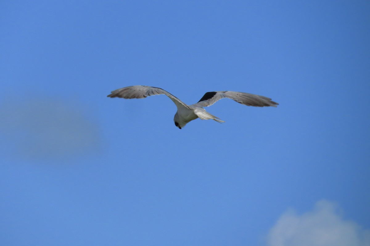 White-tailed Kite - ML538760731