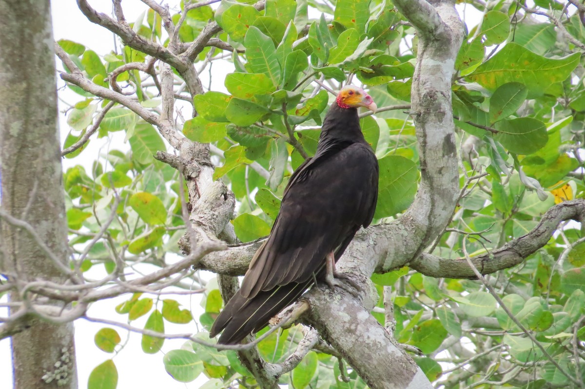 Lesser Yellow-headed Vulture - Cleberton Bianchini
