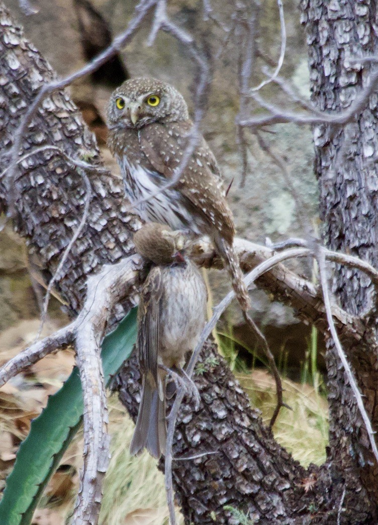 Northern Pygmy-Owl - ML538760821