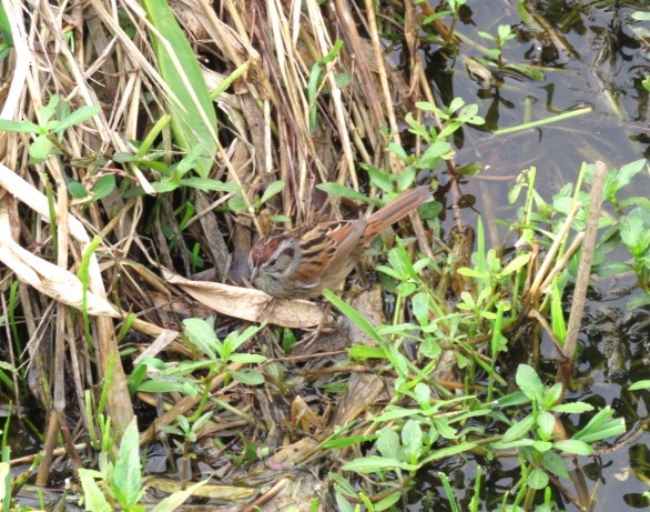 Swamp Sparrow - ML538761171