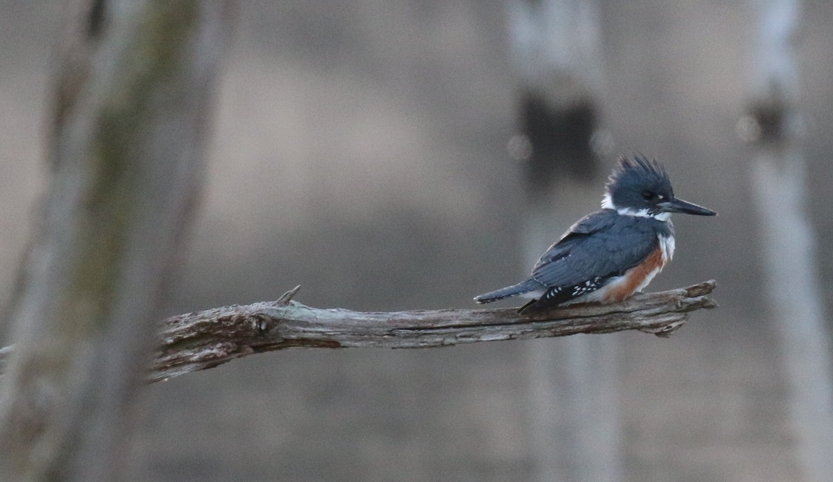 Belted Kingfisher - David Carr