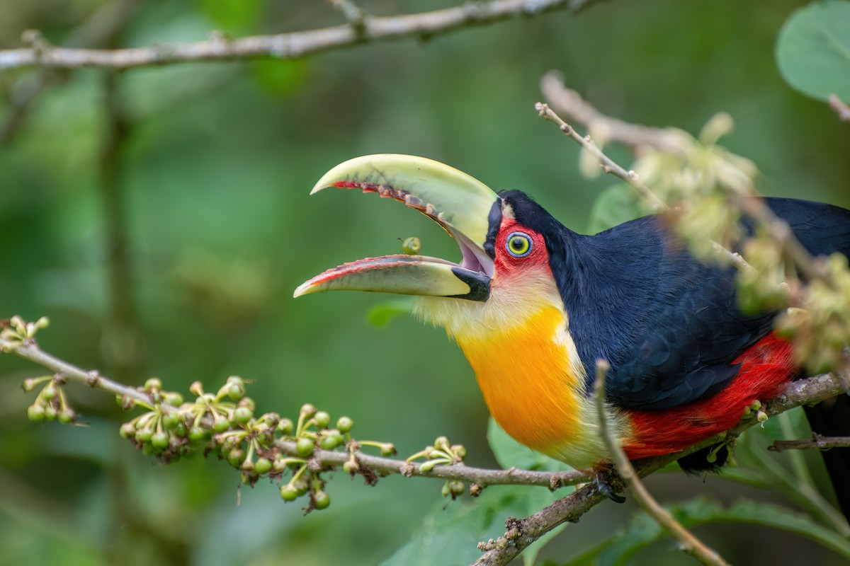 Red-breasted Toucan - ML538776881
