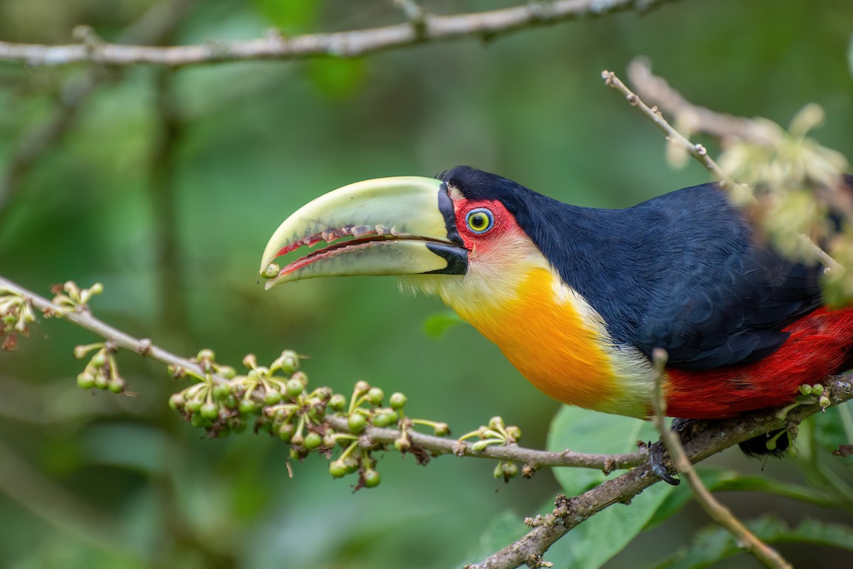 Red-breasted Toucan - ML538776921