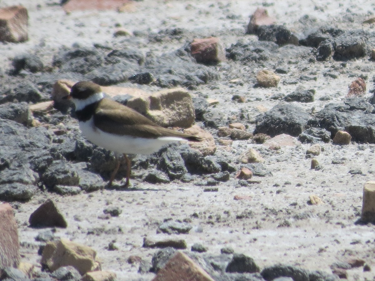 Semipalmated Plover - ML53878481