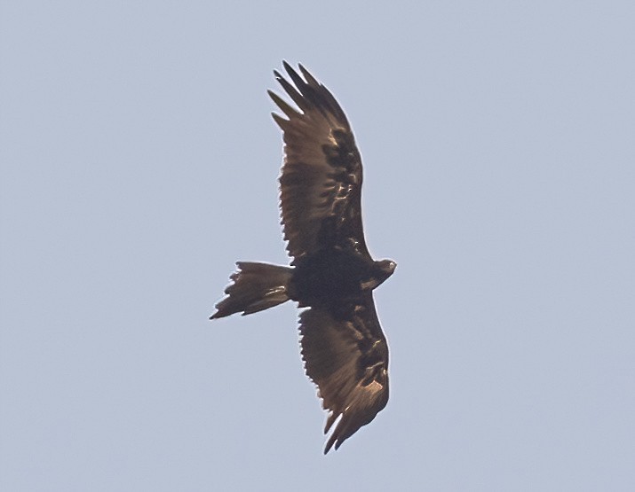 Wedge-tailed Eagle - ML538785021