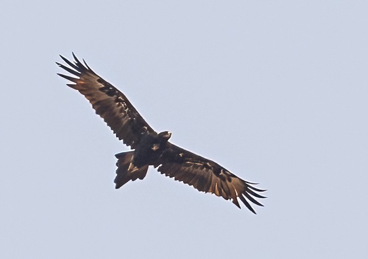 Wedge-tailed Eagle - ML538785101