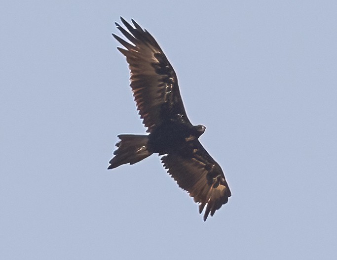 Wedge-tailed Eagle - ML538785331