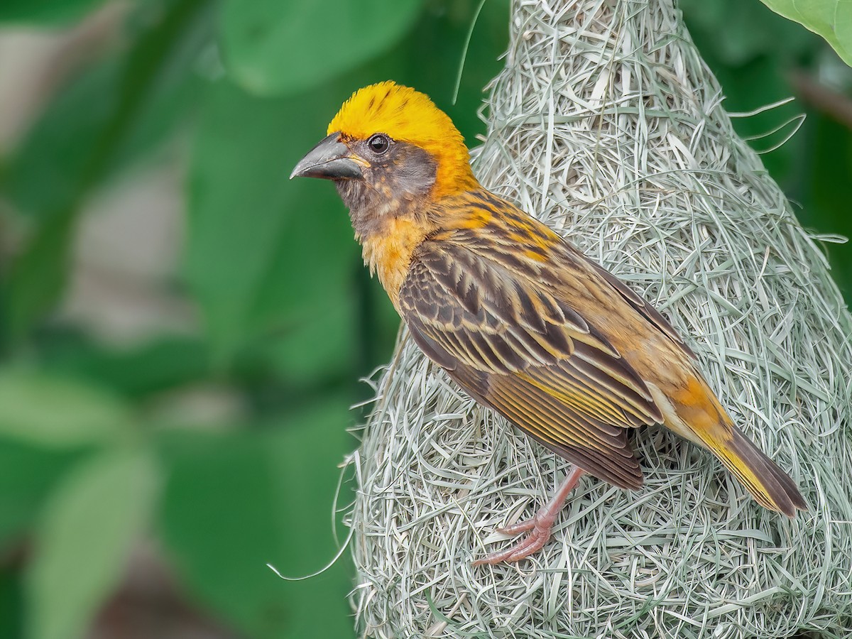 Baya Weaver - Ploceus philippinus - Birds of the World