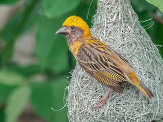  - Baya Weaver