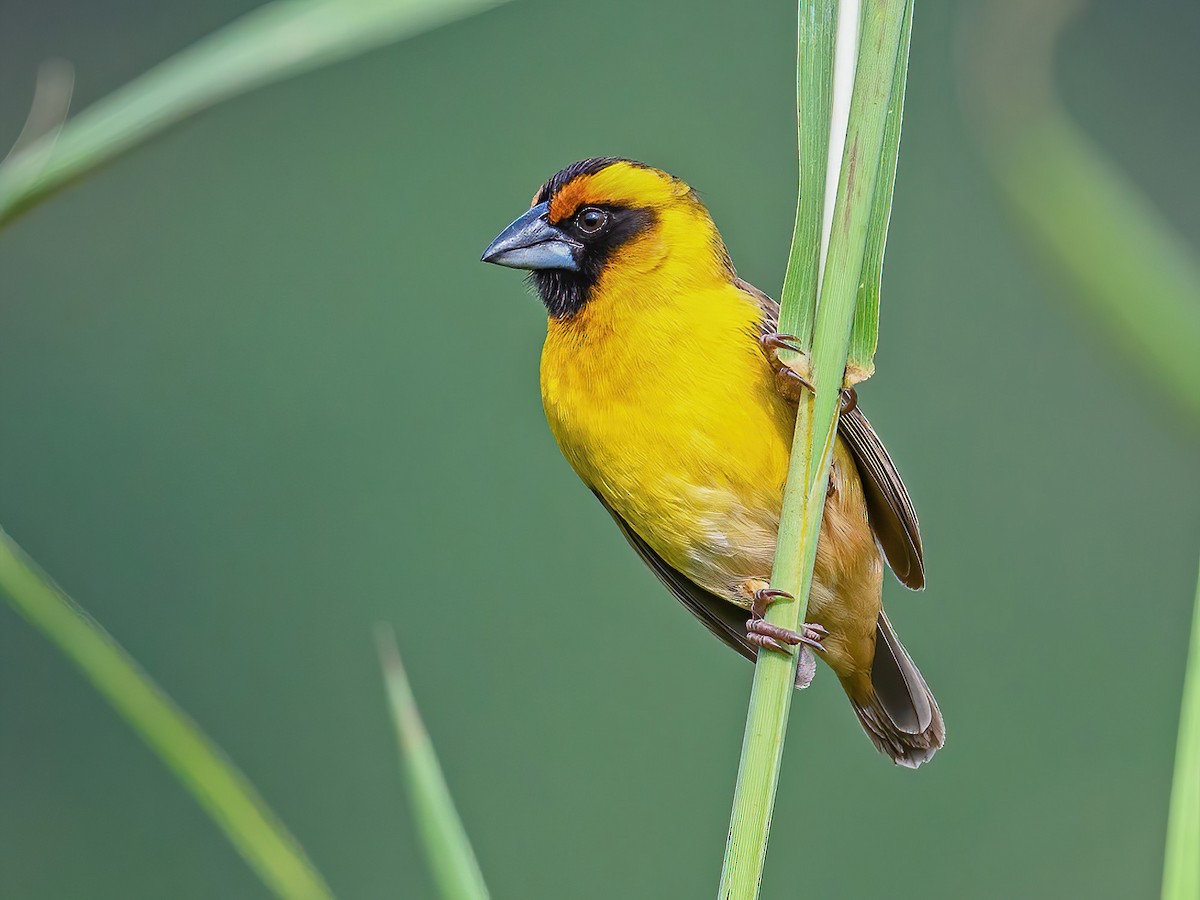 Compact Weaver - Pachyphantes superciliosus - Birds of the World