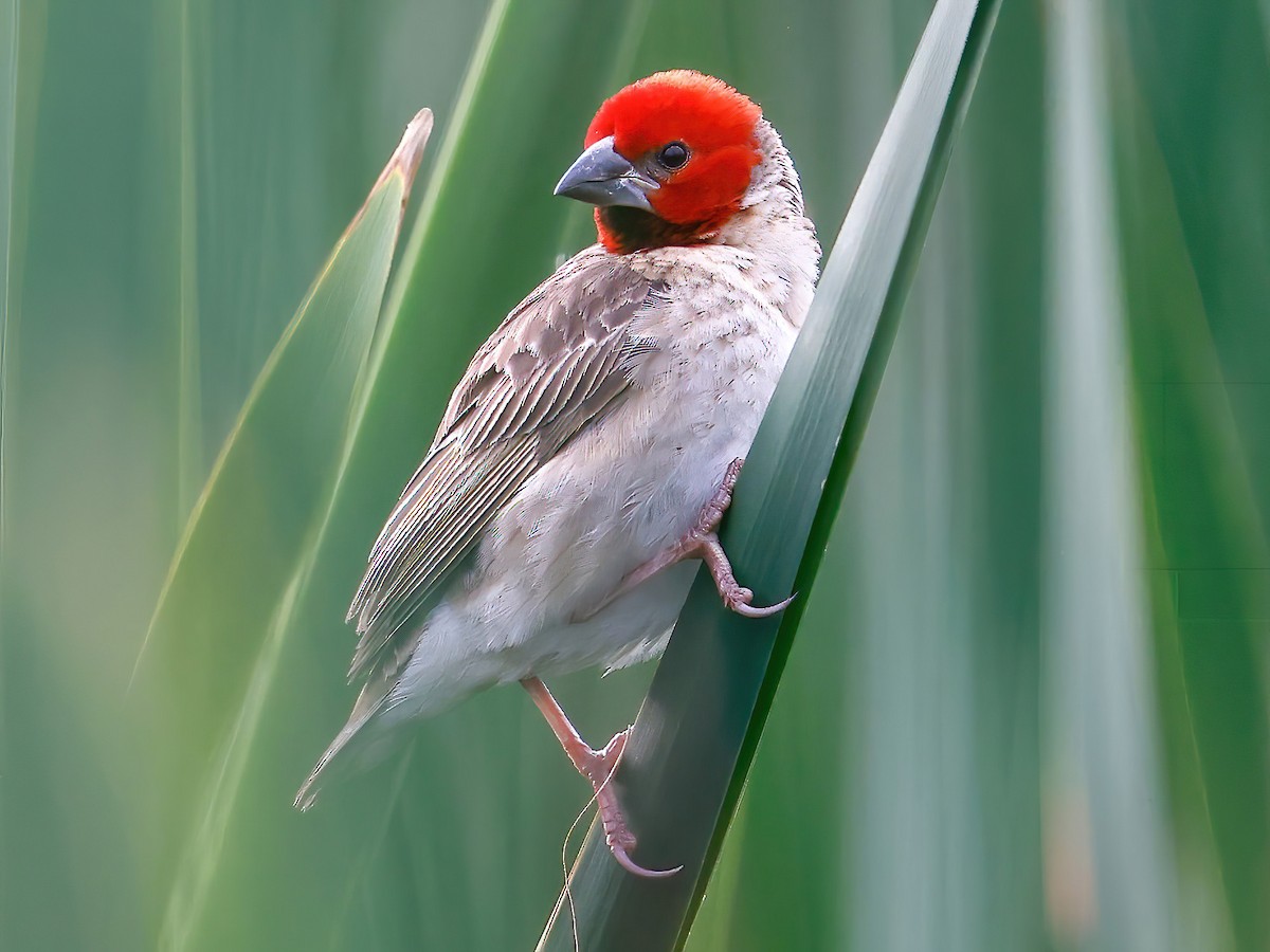 Redheaded Quelea Quelea erythrops Birds of the World