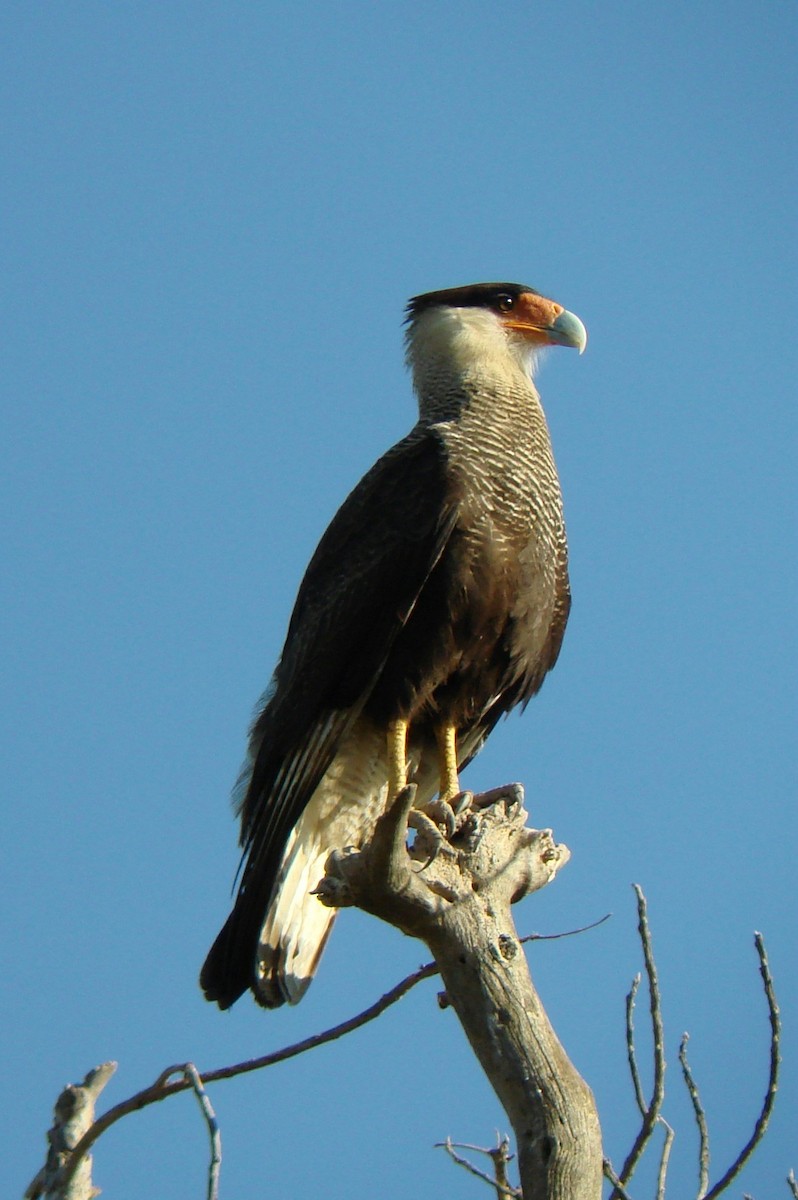 Crested Caracara (Southern) - ML53879181