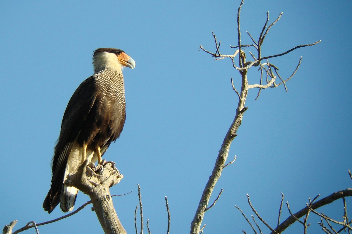 Crested Caracara (Southern) - ML53879191