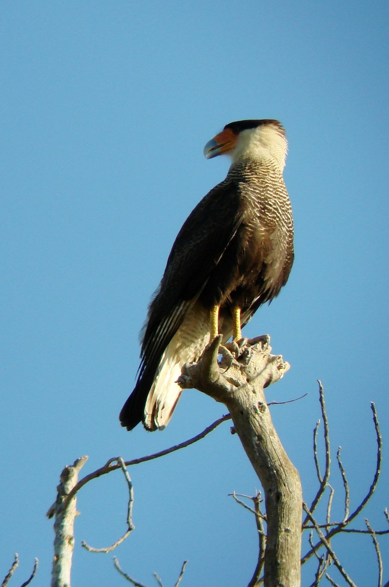 Crested Caracara (Southern) - ML53879201