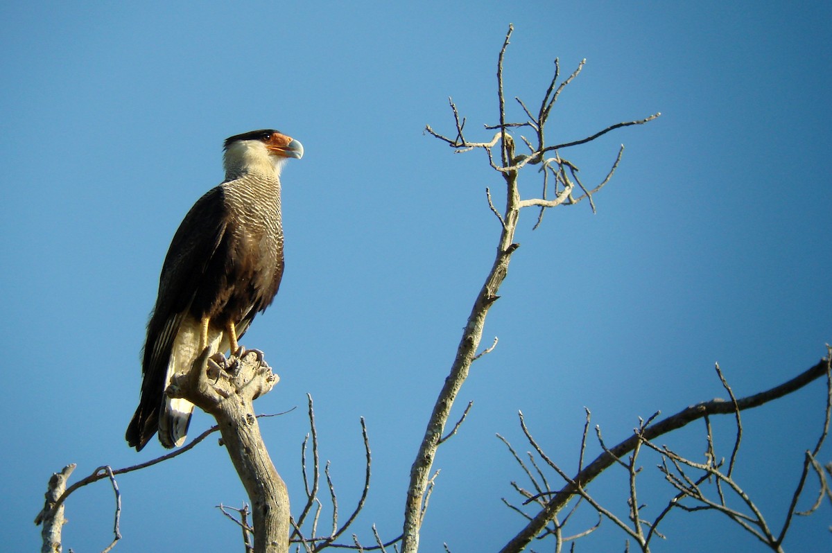 Crested Caracara (Southern) - ML53879221