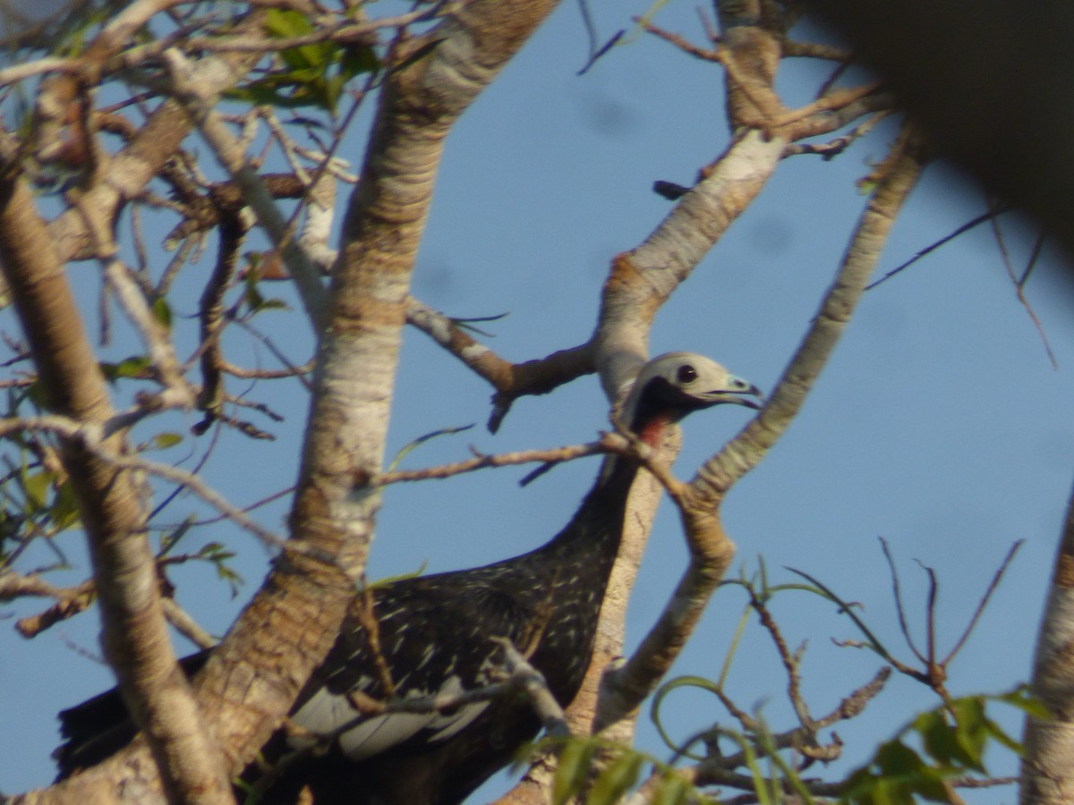 Red-throated Piping-Guan - ML538794971