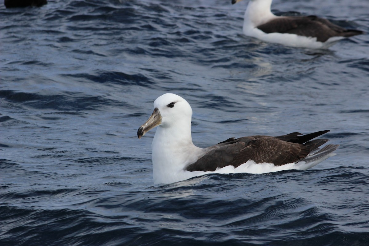 Black-browed Albatross (Black-browed) - ML538796231