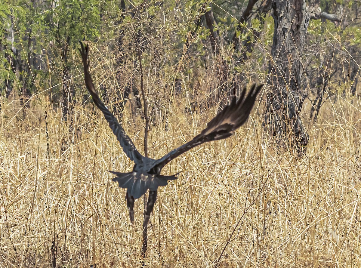 Wedge-tailed Eagle - ML538797351