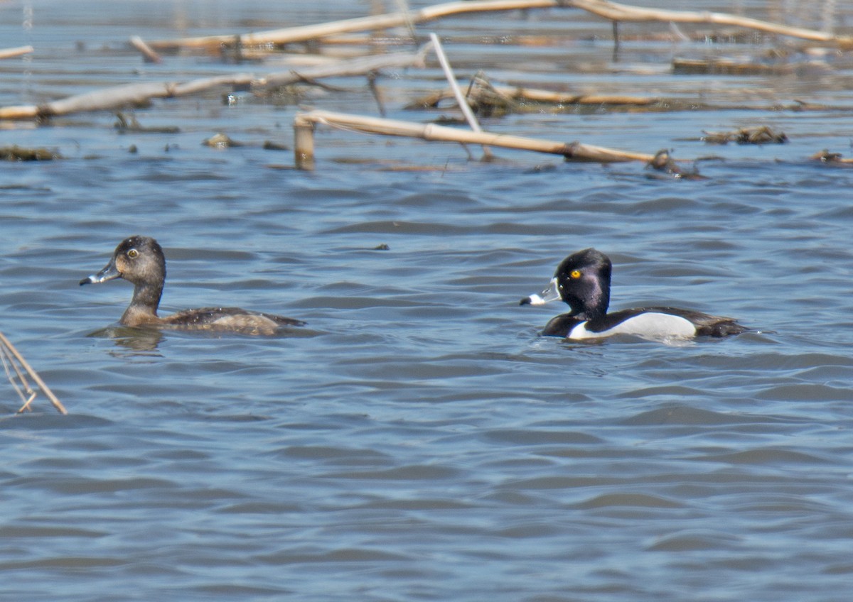 Ring-necked Duck - Jack and Shirley Foreman