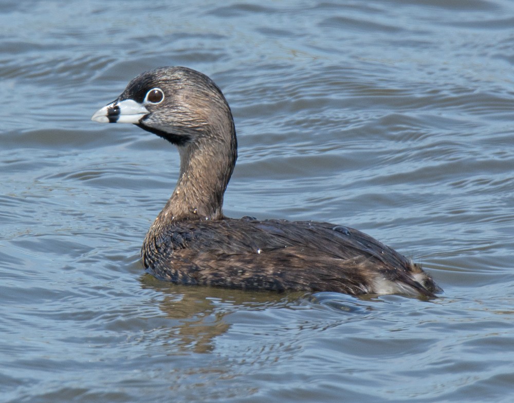 Pied-billed Grebe - Jack and Shirley Foreman