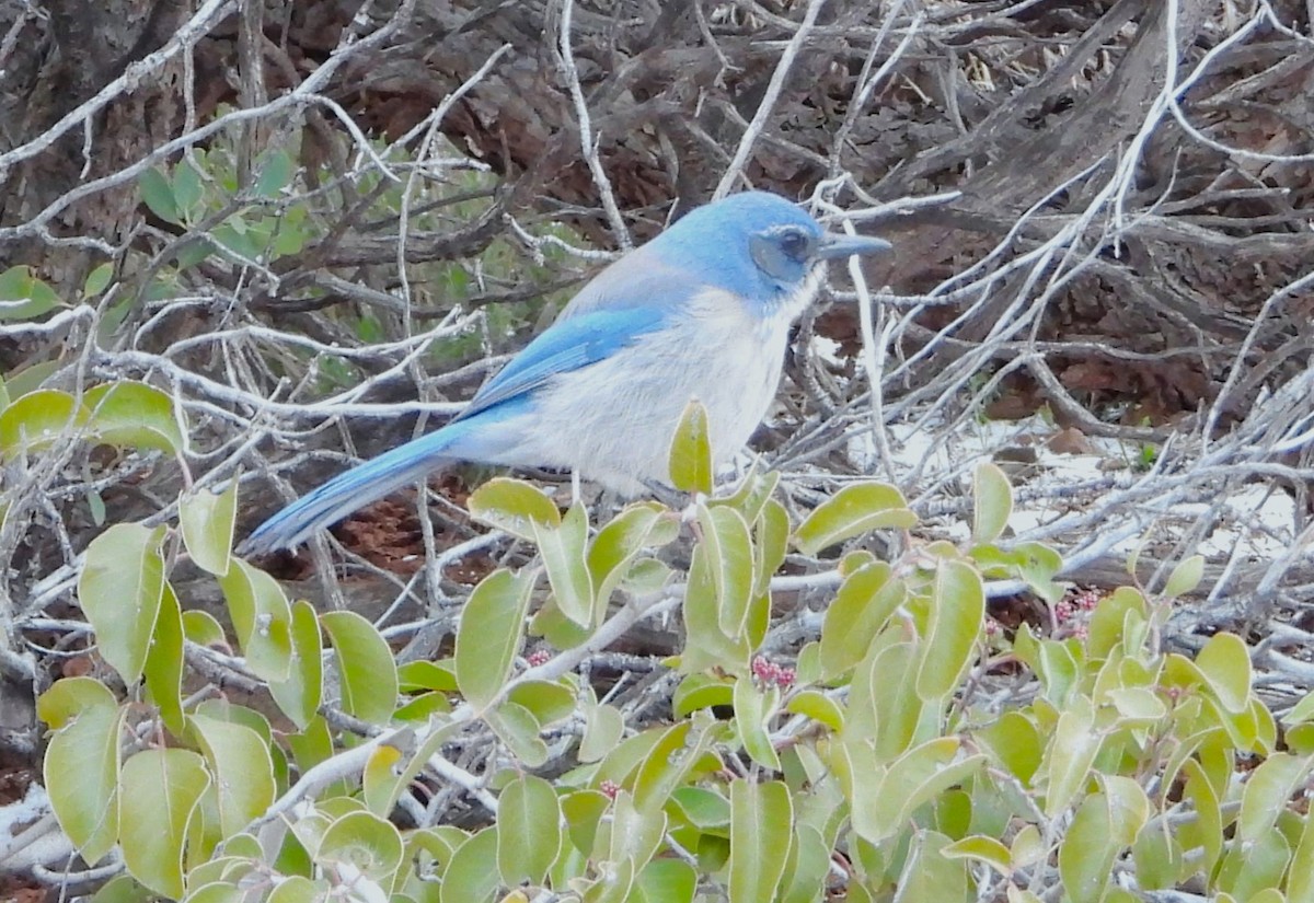Woodhouse's Scrub-Jay - Vern Tunnell