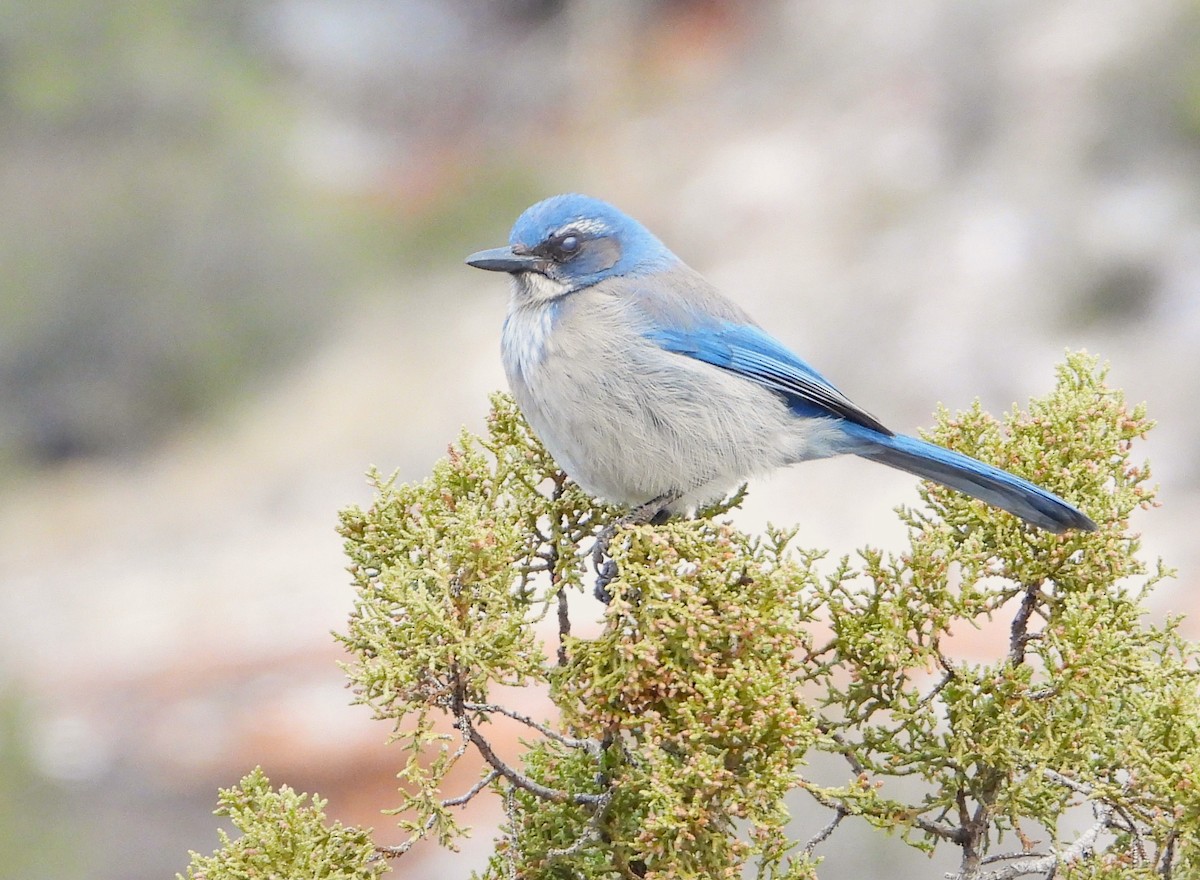 Woodhouse's Scrub-Jay - Vern Tunnell