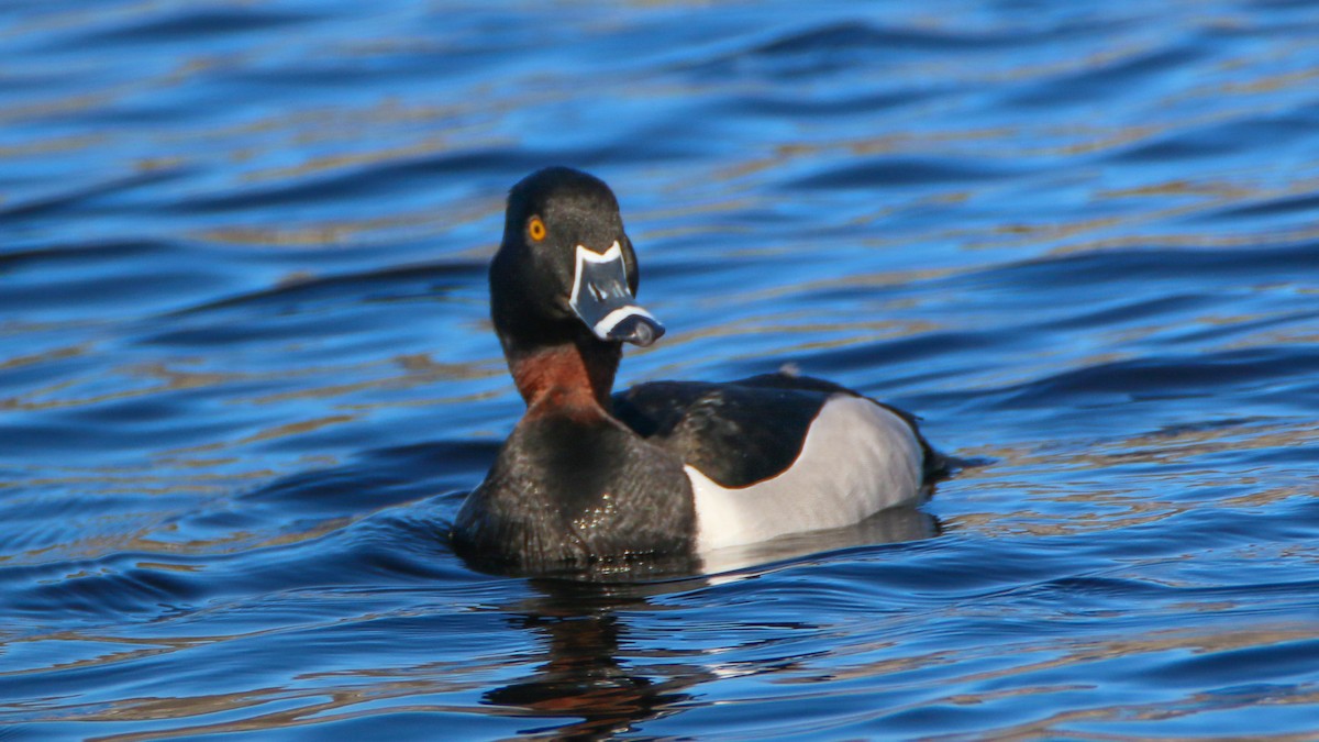 Ring-necked Duck - ML53879971