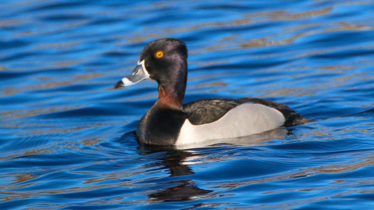 Ring-necked Duck - ML53879981