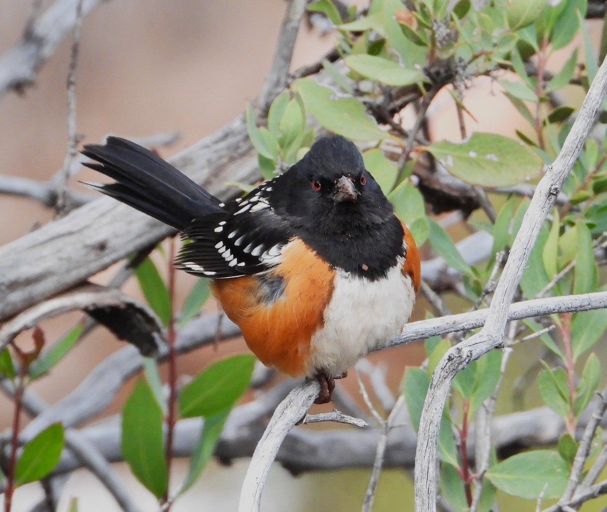 Spotted Towhee - Vern Tunnell