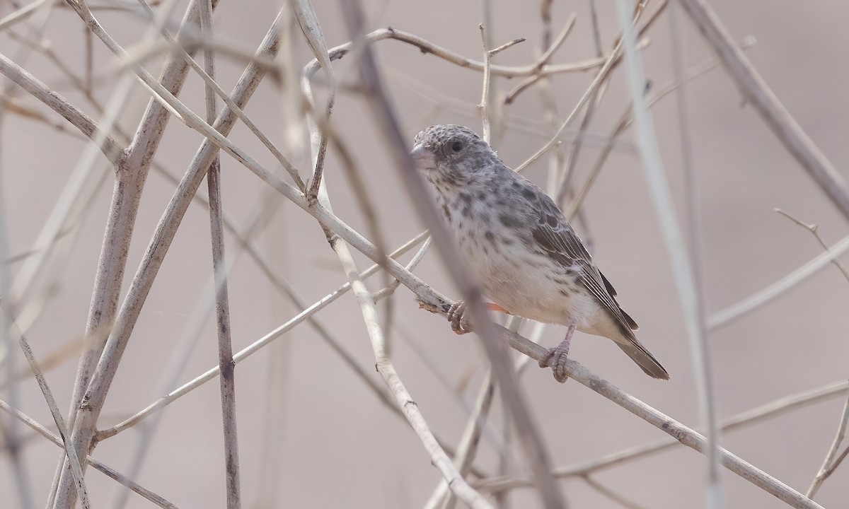 White-rumped Seedeater - ML538800281