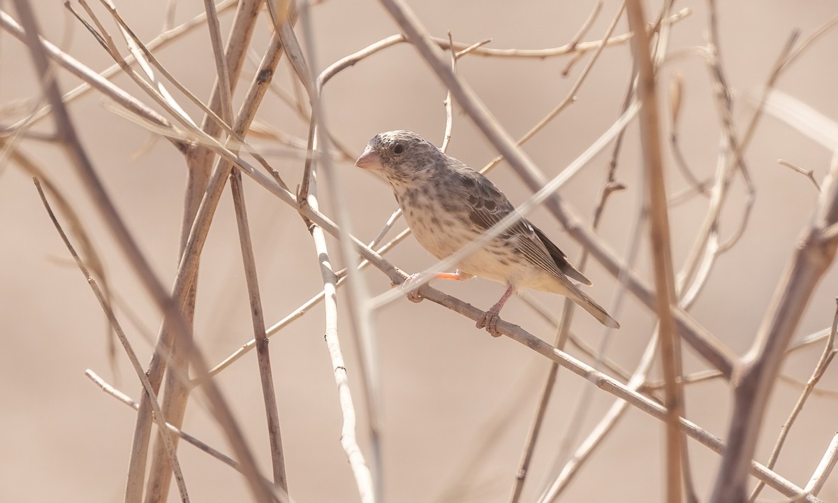 White-rumped Seedeater - ML538800291