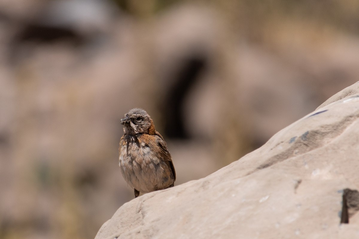 Rufous-collared Sparrow - ML538801051