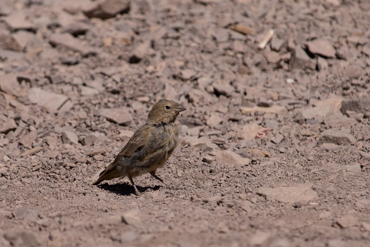 Greater Yellow-Finch - ML538801401