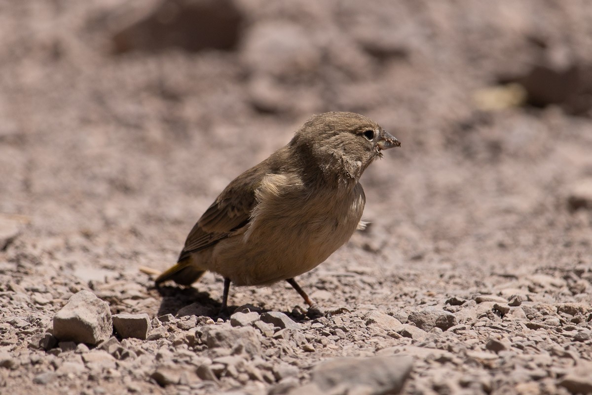 Greater Yellow-Finch - ML538801411