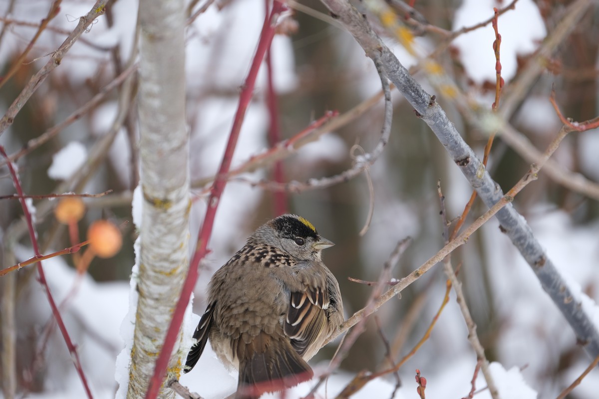 Golden-crowned Sparrow - ML538801431