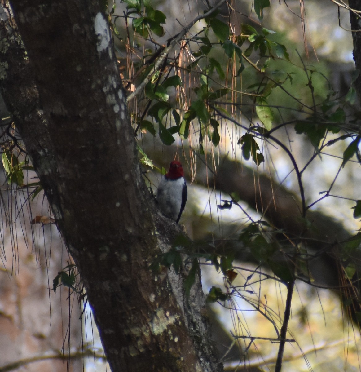 Red-headed Woodpecker - ML538802011