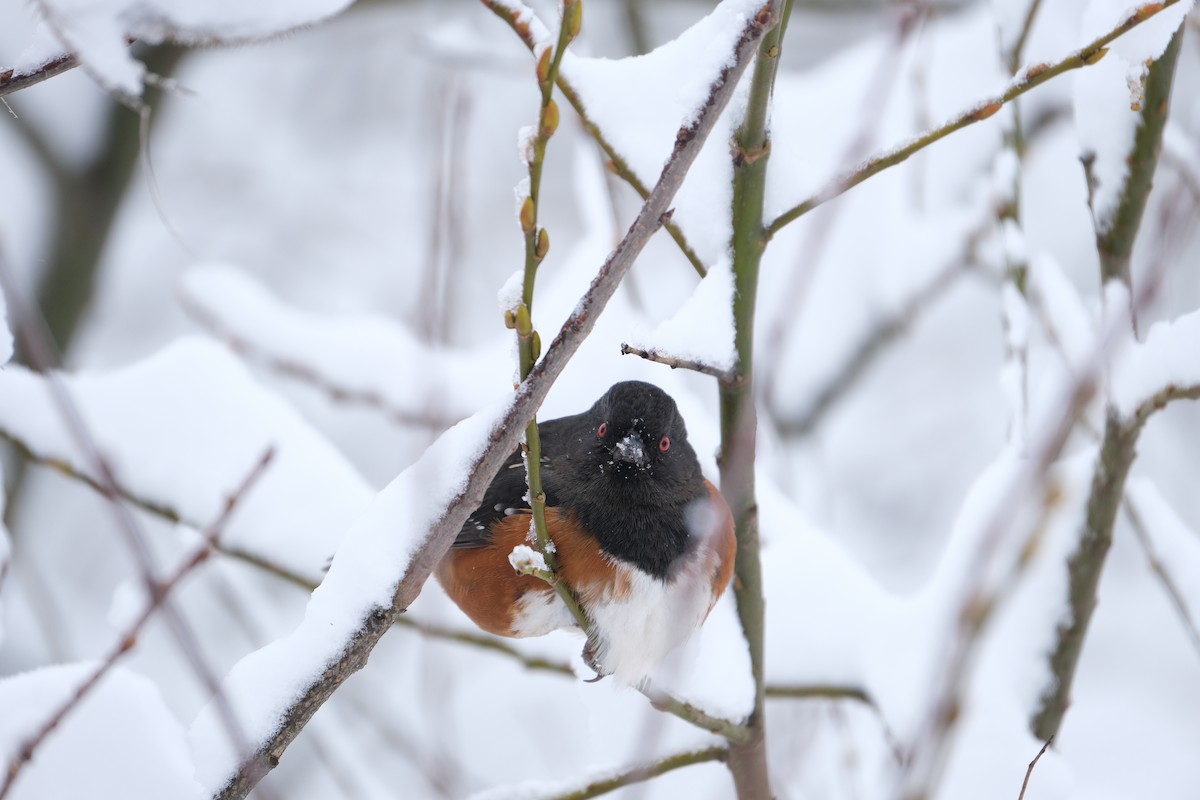 Spotted Towhee - ML538804011