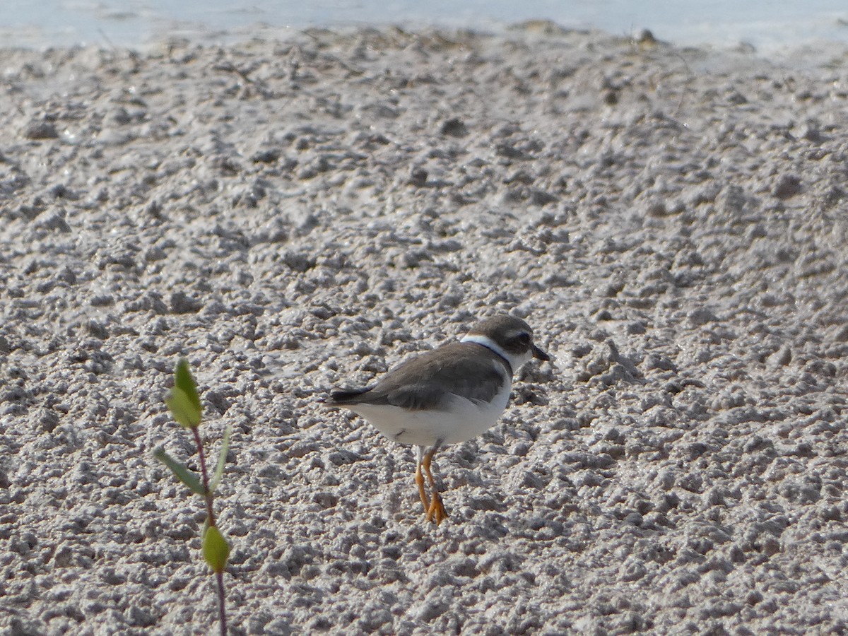 Semipalmated Plover - ML538804771