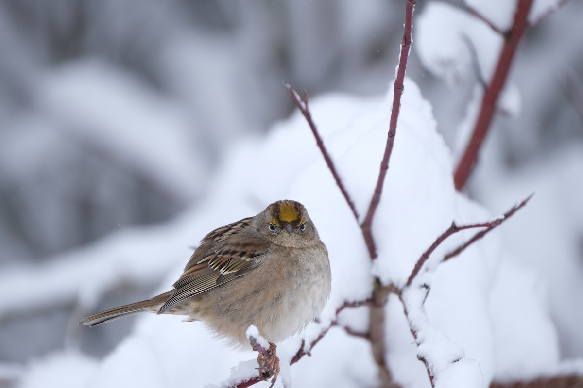 Golden-crowned Sparrow - ML538807181