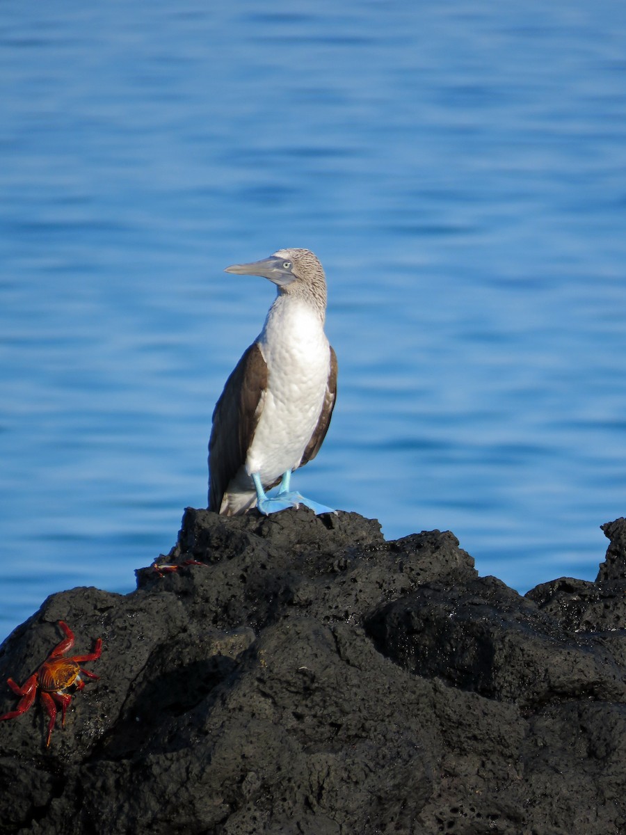 Blue-footed Booby - ML538808831