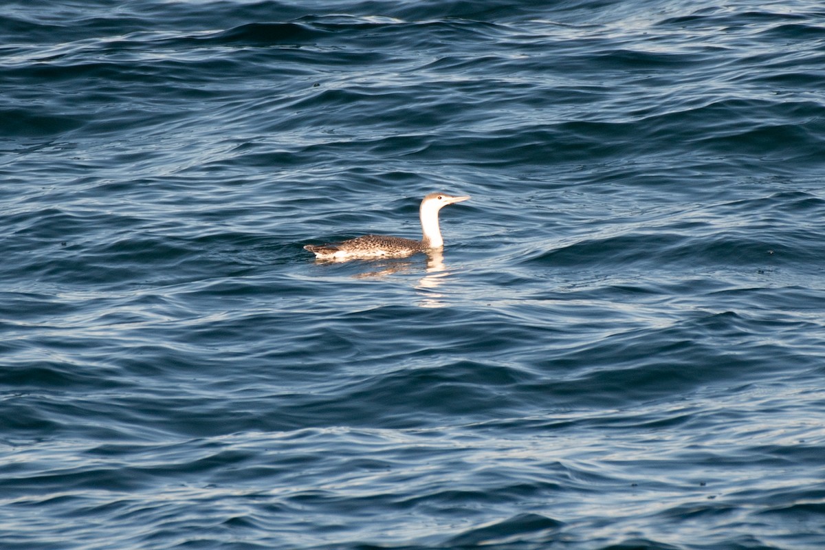 Red-throated Loon - ML538813931