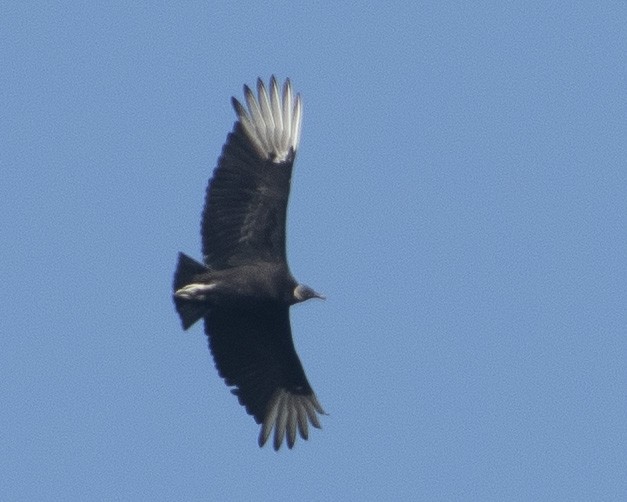 Black Vulture - ML538819001