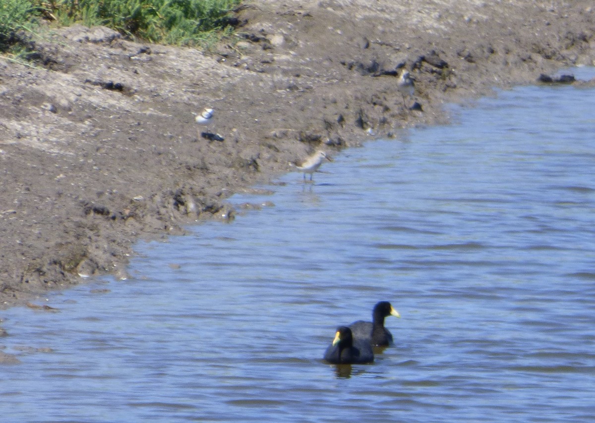 White-winged Coot - ML538822261