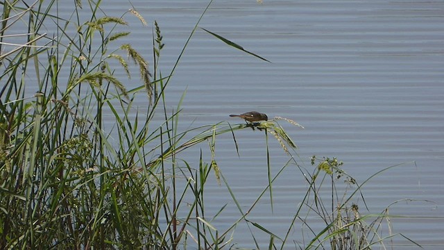 Rusty-collared Seedeater - ML538823071