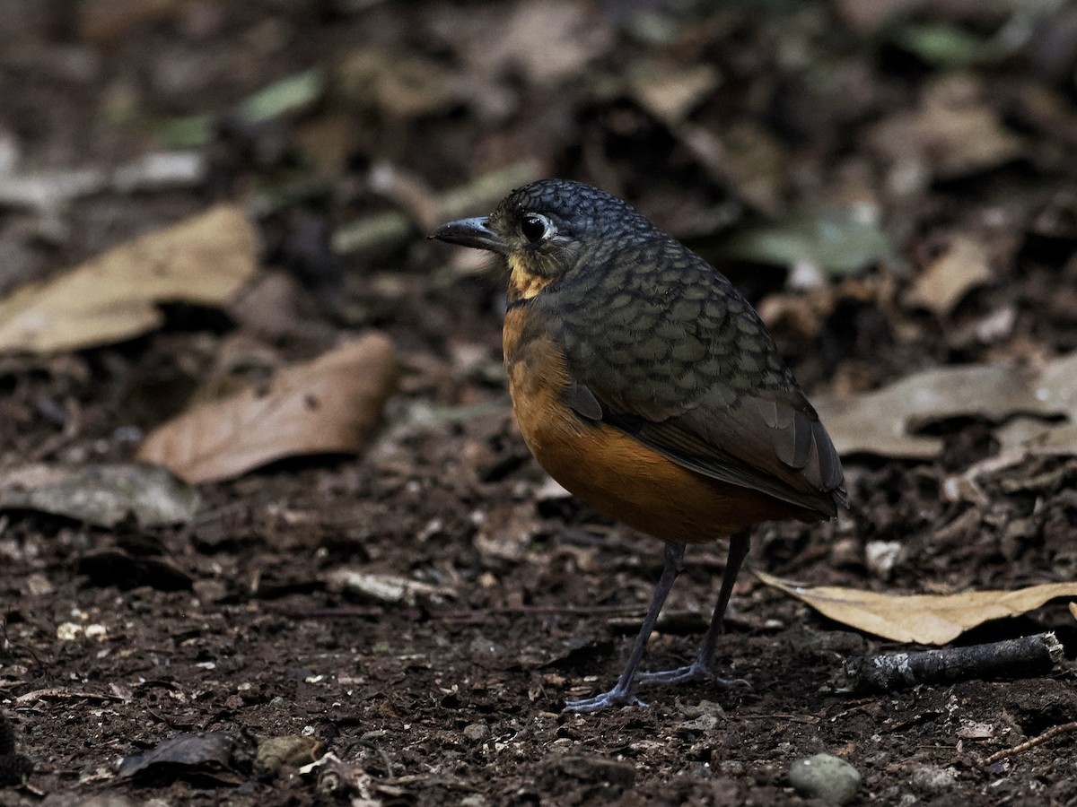 Scaled Antpitta - Gabriel Willow